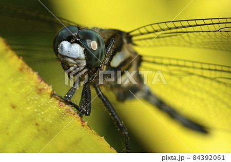 トンボ　シオカラトンボ　アップ 84392061