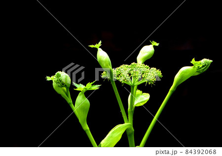 アシタバ　アシタバの花　黒バック 84392068