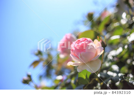 バラの花 バラの花 84392310