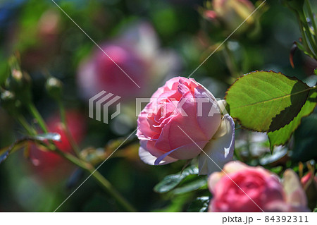 バラの花 84392311