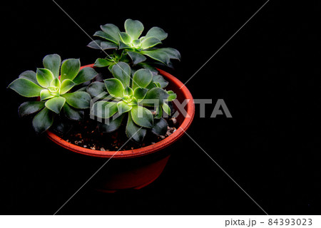 多肉植物　アオエニウム夕映え　鉢植え　黒バック 84393023