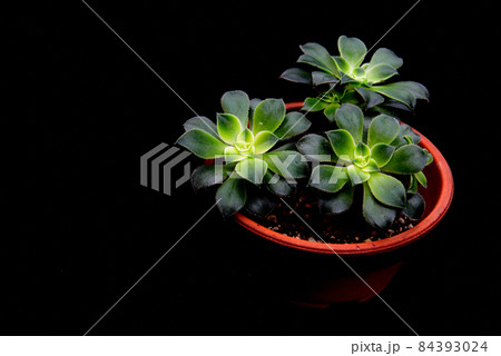 多肉植物　アオエニウム夕映え　鉢植え　黒バック 84393024