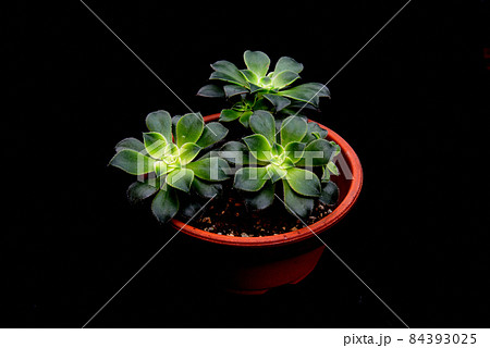 多肉植物　アオエニウム夕映え　鉢植え　黒バック 84393025