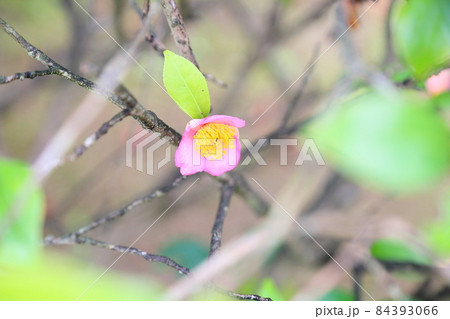 ロビラキの花 ロビラキの花 84393066