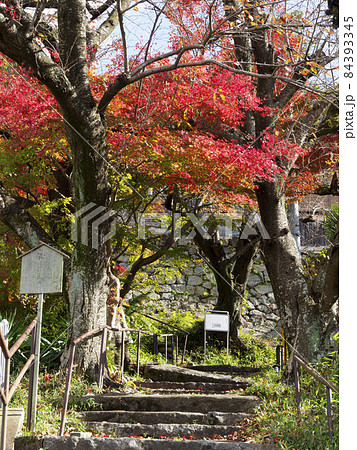 智識寺の紅葉 84393345