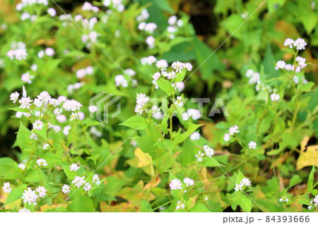 ミゾソバの花 ミゾソバの花 84393666