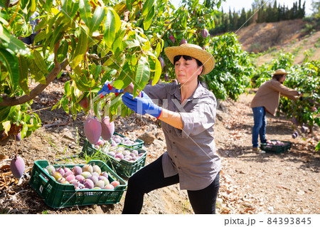 Mature female farmer harvesting ripe mangoes in garden Mature female farmer harvesting ripe mangoes in garden 84393845