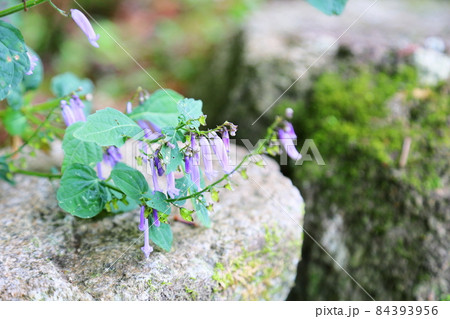 秋丁字の花 秋丁字の花 84393956