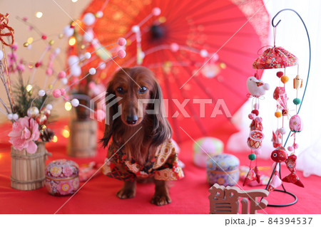 正月を楽しむダックスフンド 84394537