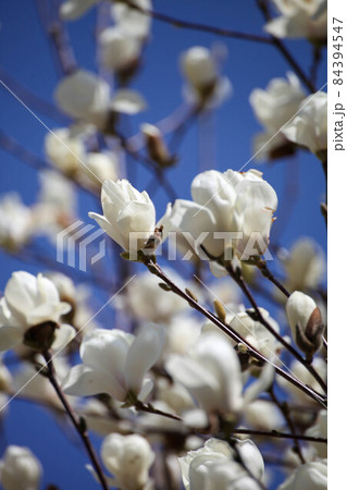 ハクモクレン ハクモクレン 84394547