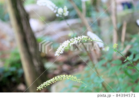 サラシナショウマの花 サラシナショウマの花 84394571