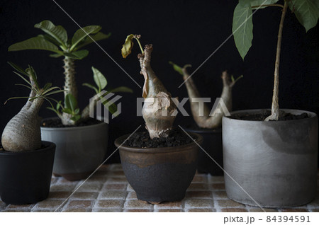 人気のコーデックス（ウィンゾリー、グラキリス、フィカス、イノピナツム、キフォステンマ） 84394591