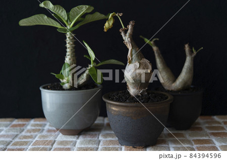 キフォステンマ・ベティフォルメ、ウィンゾリー、イノピナツム キフォステンマ・ベティフォルメ、ウィンゾリー、イノピナツム 84394596