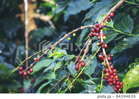 Ripe Red coffee bean berry plant fresh seed coffee tree growth in green eco organic farm. Close up red ripe seed robusta arabica berries harvest for  coffee garden. Fresh coffee bean green leaf bush 84394639