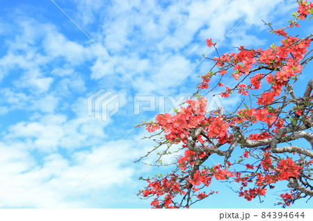 ボケの花 84394644