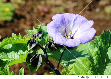 クロホオズキ（黒鬼灯・黒酸漿）の花と実 84394681