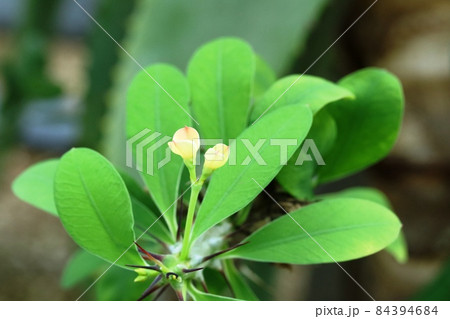 ハナキリン（花麒麟）の蕾が咲き始めています！ 84394684