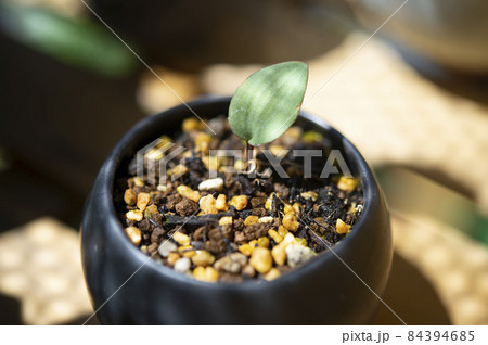 エリオスペルマム・クーペリ 84394685