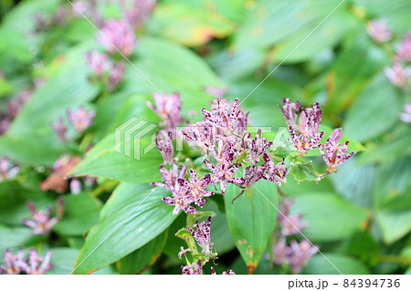 ホトトギスの花 84394736