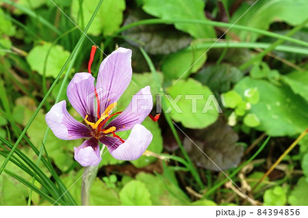 サフランの花 咲き始め サフランの花 咲き始め 84394856