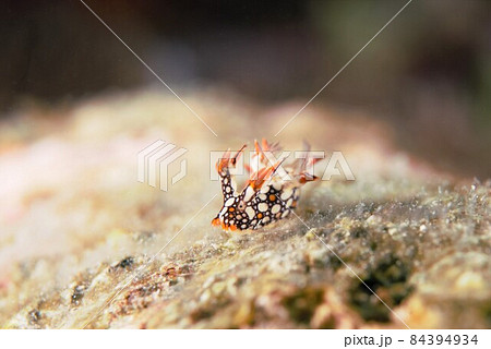 石垣島のヒオドシユビウミウシ その⑦ 石垣島のヒオドシユビウミウシ その⑦ 84394934