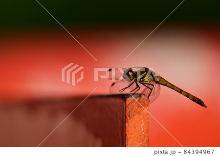 赤い欄干に止まるアカトンボ 赤い欄干に止まるアカトンボ 84394967