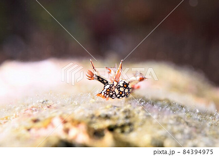 石垣島のヒオドシユビウミウシ　その⑪ 84394975