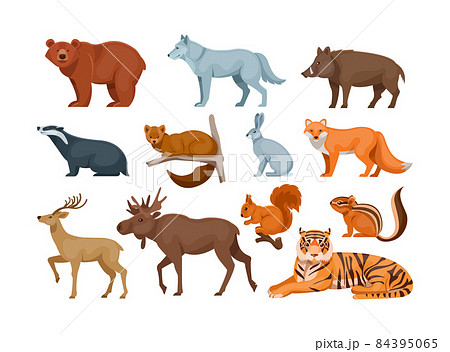 Woodland forest animals. Cute wild forest animals deer, wolf, brown bear, common fox, badger, sable, chipmunk, ussuri tiger, rabbit, hare, elk, wild boar, squirrel 84395065
