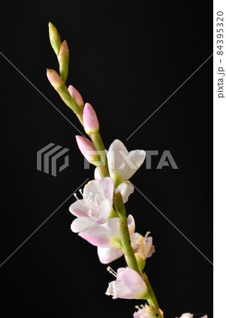 花の色が桜に似ているサクラタデはタデの中では大きめの花が咲く 84395320