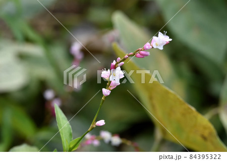 花の色が桜に似ているサクラタデはタデの中では大きめの花が咲く 84395322
