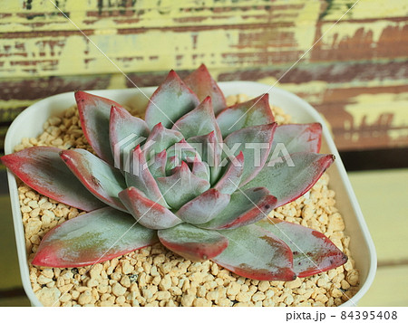 多肉植物ブルーバード 多肉植物ブルーバード 84395408