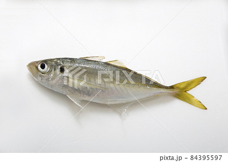 アジ　鯵　鮮魚　マアジ 84395597