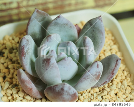多肉植物トロムソ 84395649