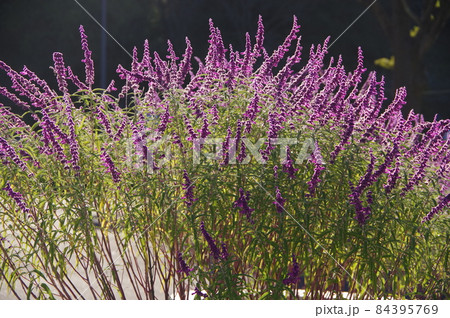 晴天に映えるムラサキ 晴天に映えるムラサキ 84395769