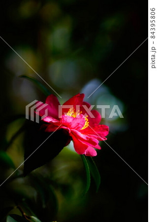 山茶花 山茶花 84395806
