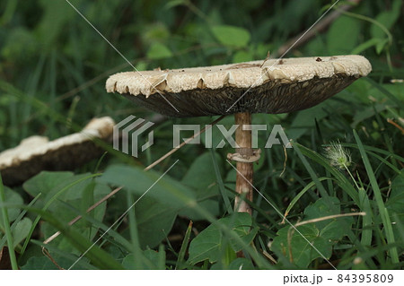 自然　茸　オオシロカラカサタケ、大きさは十～三十センチ程。成熟すると傘は平たく開き襞は暗緑色に 84395809