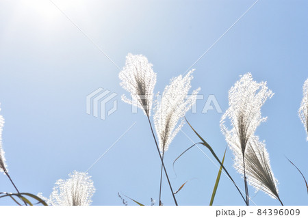 日差しで銀色に輝き風に揺れるオギの穂 84396009