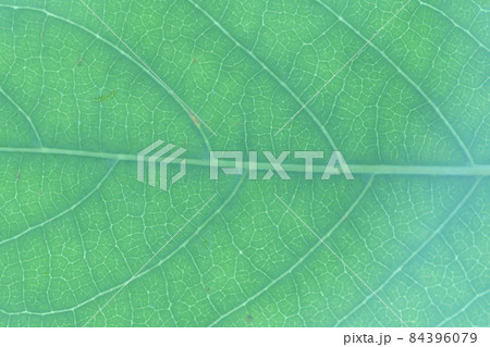 つる性木本植物・カギカズラ(鉤葛)の葉と葉脈 つる性木本植物・カギカズラ(鉤葛)の葉と葉脈 84396079
