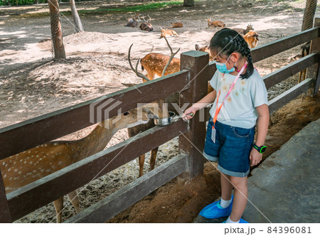 Asian little child girl feeding group of deer in a zoo, child girl wearing face mask or medical mask, holding aluminium handle pot with food for deers. Concept for travel while Covid-19 spreading. Asian little child girl feeding group of deer in a zoo, child girl wearing face mask or medical mask, holding aluminium handle pot with food for deers. Concept for travel while Covid-19 spreading. 84396081