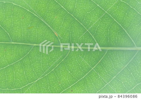 つる性木本植物・カギカズラ(鉤葛)の葉と葉脈 つる性木本植物・カギカズラ(鉤葛)の葉と葉脈 84396086