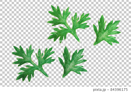 艾蒿 艾蒿 84396175