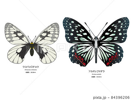 ウスバシロチョウとアカボシゴマダラ 84396206
