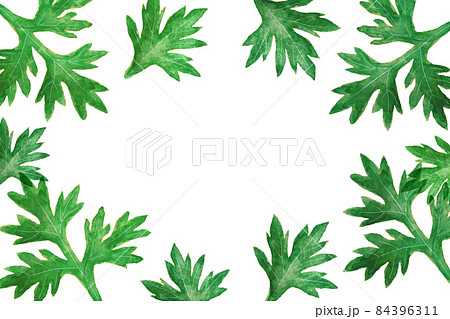 よもぎのイラスト素材