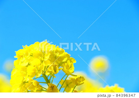 菜の花と青空 84396347