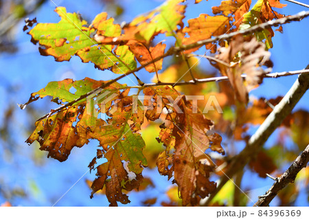 ブナ科落葉樹・ナラガシワ(楢柏)の紅葉と虫食い葉 ブナ科落葉樹・ナラガシワ(楢柏)の紅葉と虫食い葉 84396369