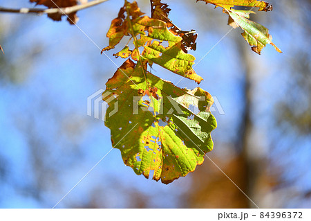 ブナ科落葉樹・ナラガシワ(楢柏)の紅葉と虫食い葉 ブナ科落葉樹・ナラガシワ(楢柏)の紅葉と虫食い葉 84396372
