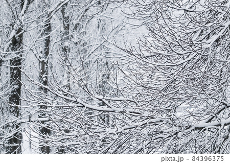 Snowing landscape, winter holiday concept - Fairytale fluffy snow-covered trees branches, nature scenery with white snow and cold weather. Snowfall in winter park. Soft focus 84396375