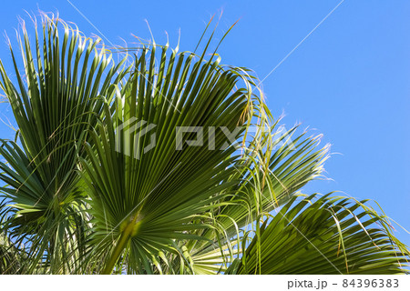 Palm leaves on blue sky background in summertime. Summer holiday and tropical nature concept. Palm leaves on blue sky background in summertime. Summer holiday and tropical nature concept. 84396383