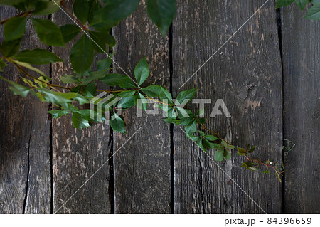 A green plant on a dark wooden background. Vine, ivy. Flat lay. Top view. A green plant on a dark wooden background. Vine, ivy. Flat lay. Top view. 84396659