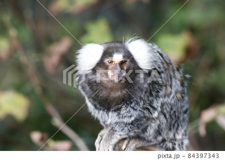 Common Marmoset  (Callithrix jacchus) 84397343